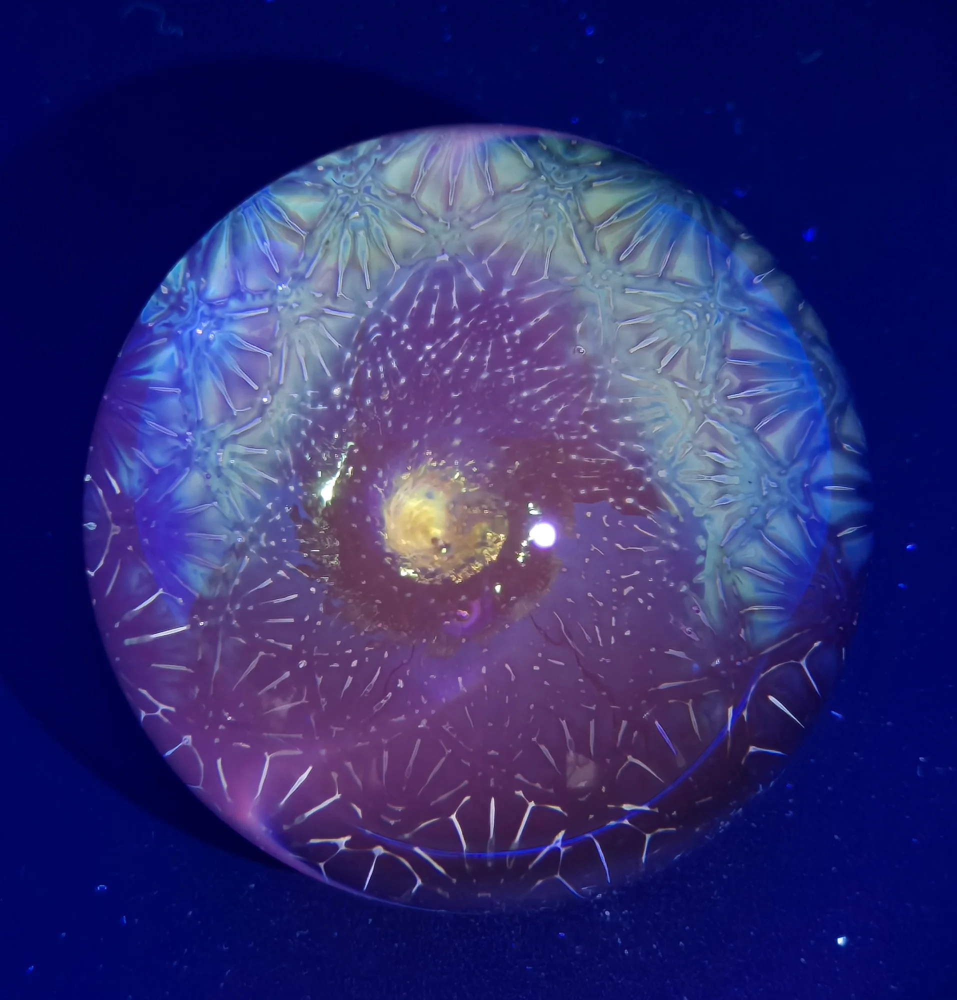 Solar Bloom